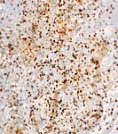 NEW Diepreinigende peeling gezichtsgel - met zink PCA en abrikozenpitten 500ml Ref 400189