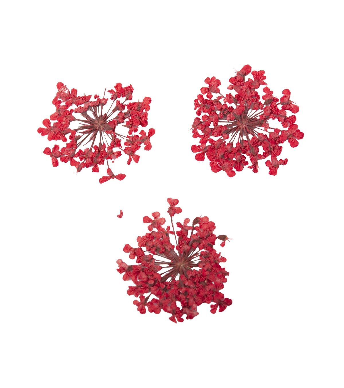 ONE SHOT Droogbloemen ' Red Bouquet' Ref 898500