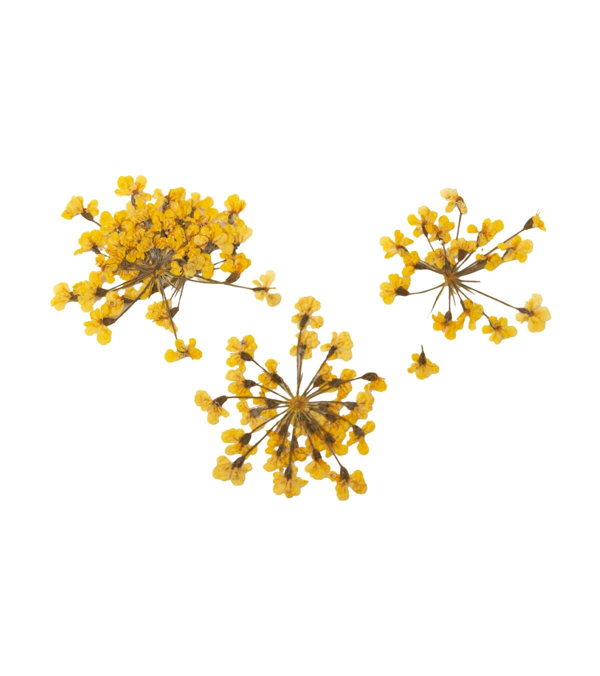 ONE SHOT Droogbloemen ' Yellow Bouquet' Ref 898502