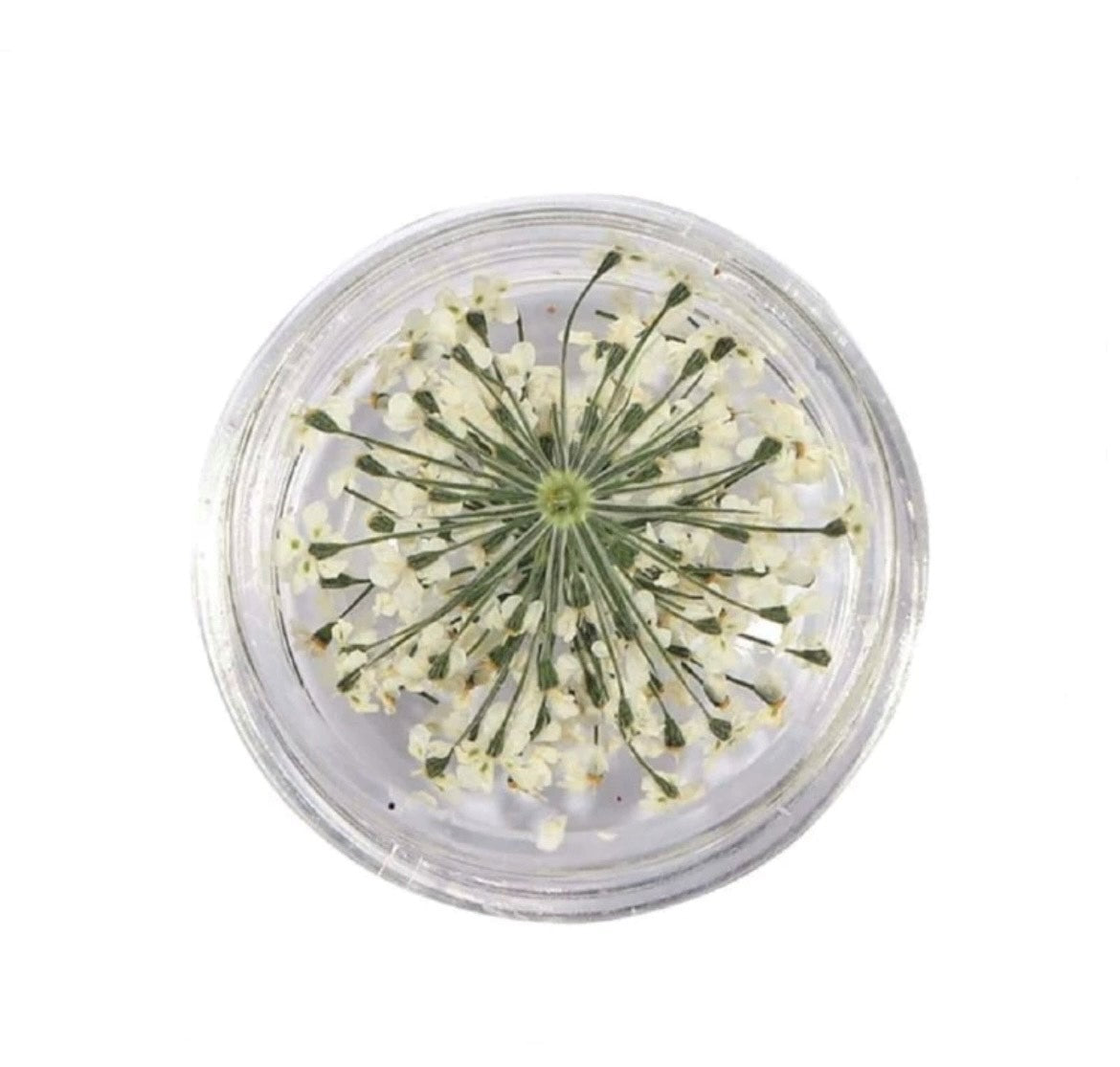 Fleurs séchées blanc/beige