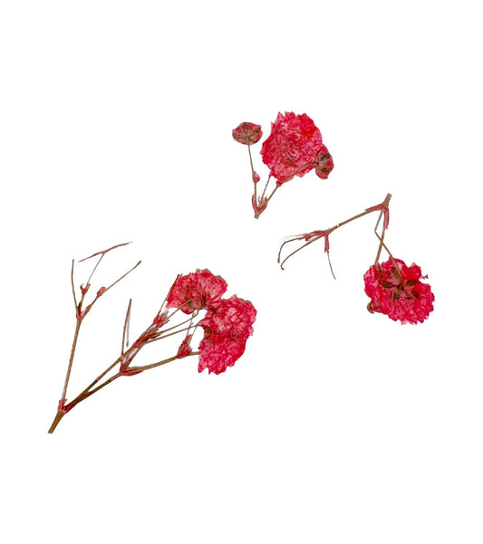 ONE SHOT Droogbloemen' Red Branches' Ref 898501