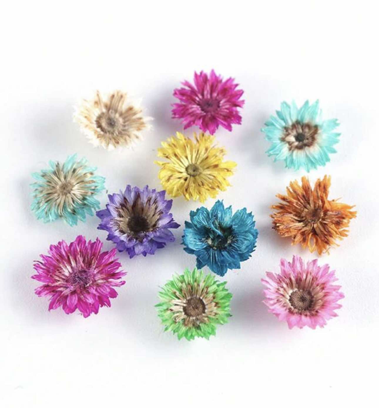 Gedroogde madelief bloemen 36 stuks