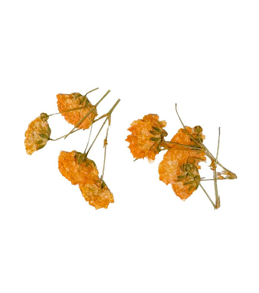 ONE SHOT Droogbloemen ' Orange Branches' Ref 898505